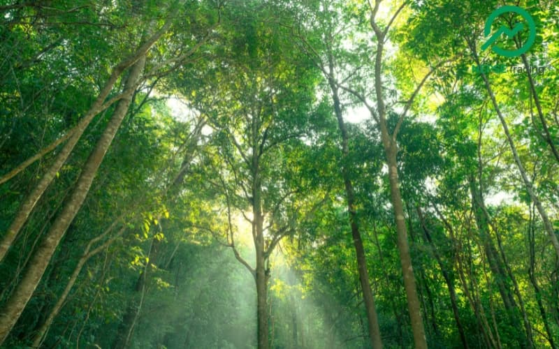 Government Grants Approval for Four Hydroelectric Projects to Use National Forest Areas