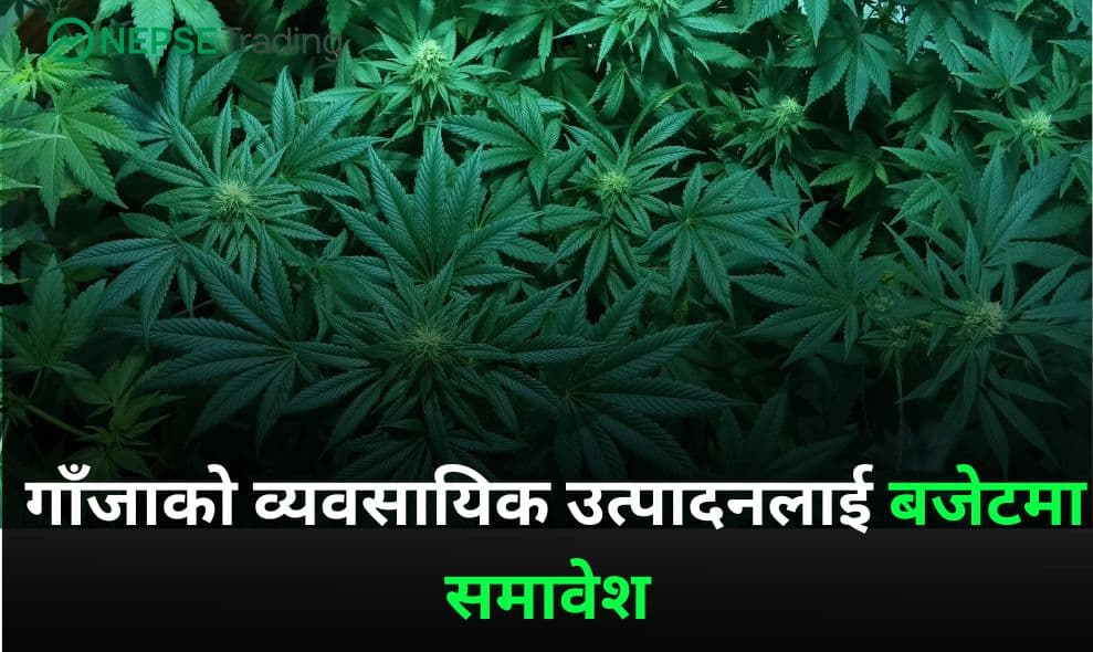 गाँजाको व्यवसायिक उत्पादनलाई बजेटमा समावेश