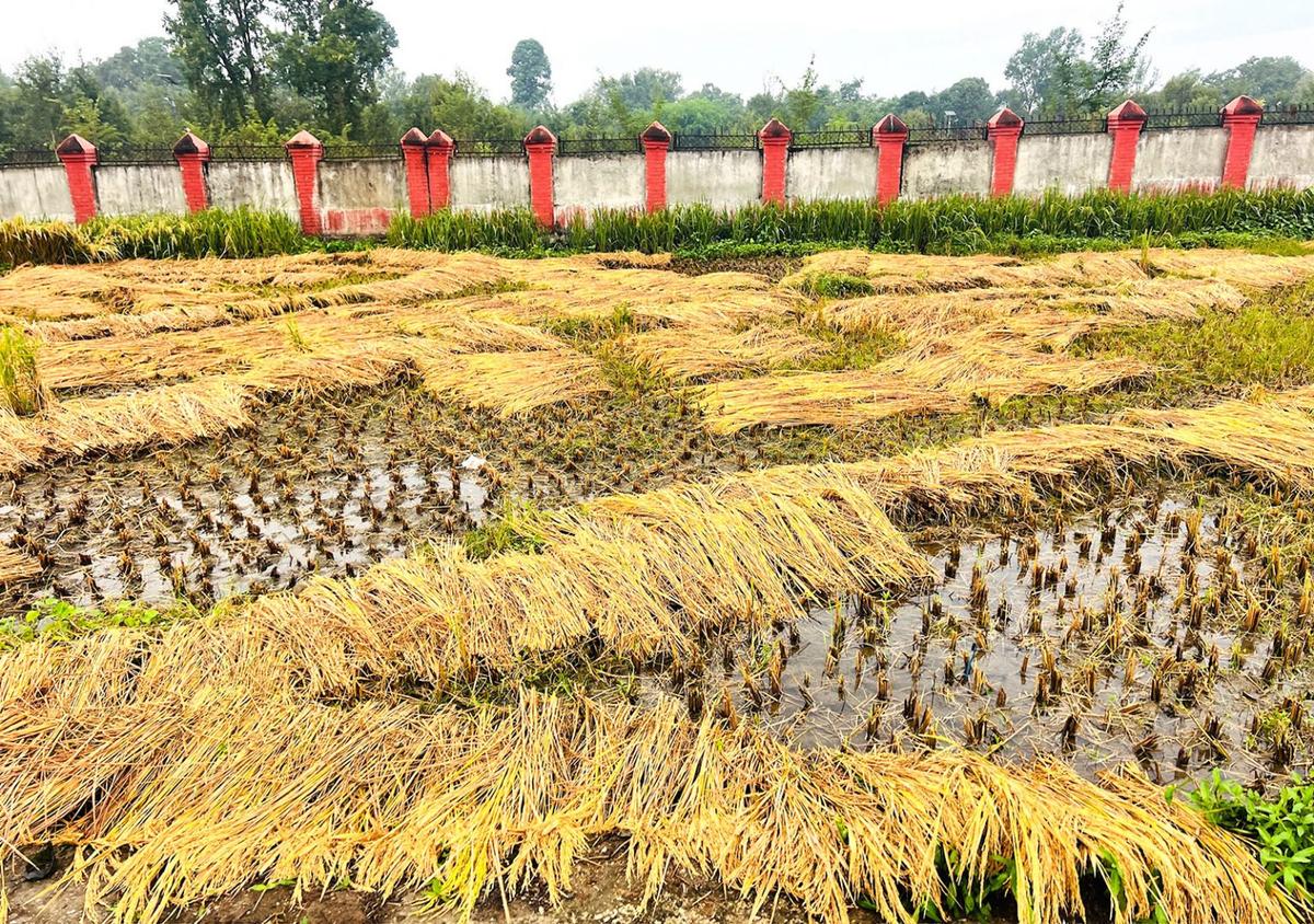 Rice Output Projected to Decline as Area and Productivity Shrink