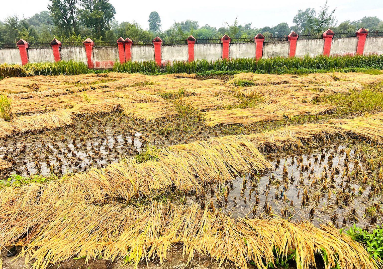 Rice Output Projected to Decline as Area and Productivity Shrink