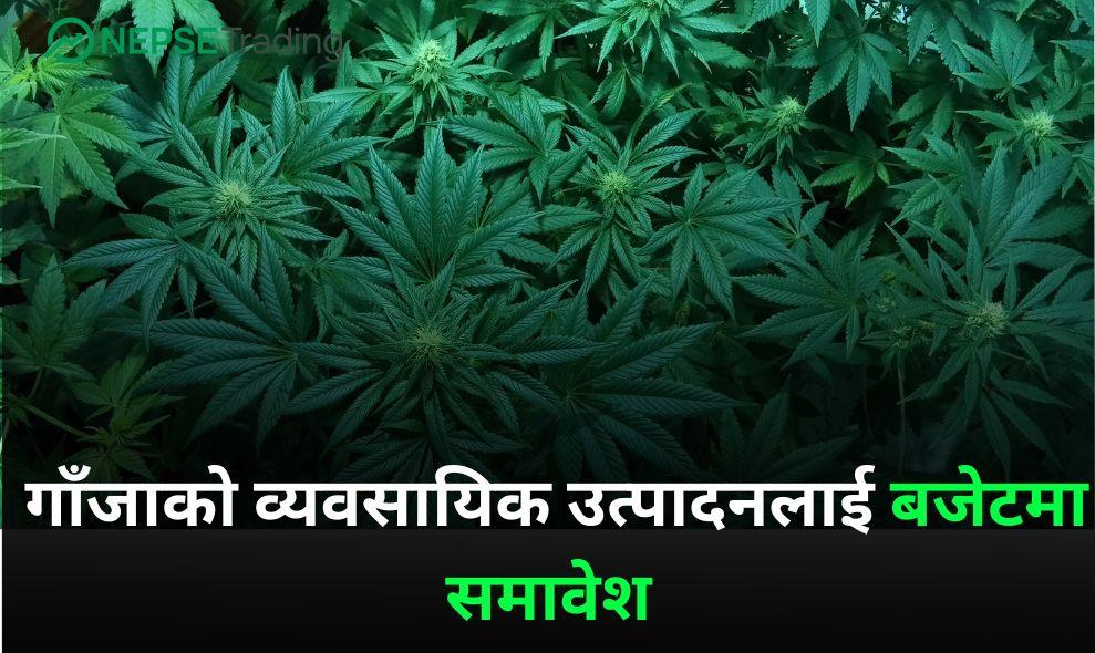 Commercial production of marijuana is included in the budget