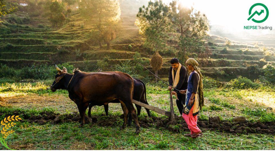 Over NPR 85 Billion Invested in Subsidized Agriculture Loans by Baisakh 2082; More Than NPR 62 Billion Still Outstanding