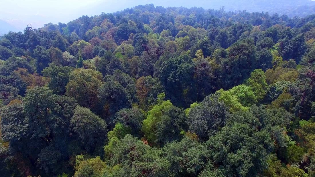 सरकारले ४ जलविद्युत् आयोजनालाई राष्ट्रिय वन क्षेत्र प्रयोग गर्न स्वीकृति दियो